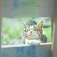 くつろぐ猫
